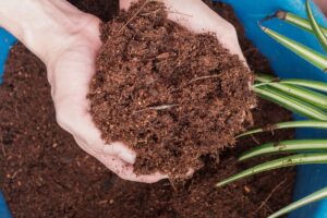 peluang usaha media tanam cocopeat